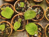 thumb-cleaning-streptocarpus-leaves.jpg