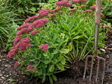 thumb-dividing-perennials.jpg
