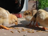Feeding Chickens