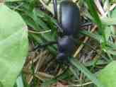 Ground Beetles