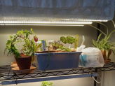 thumb-grow-lights-for-seedlings-and-cuttings.jpg