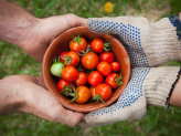 Organic Gardening in a Pandemic