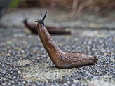 How to Get Rid of Slugs and Snails Naturally