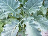 Kale is a staple in the organic garden