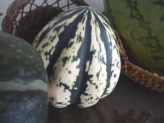 How To Grow Winter Squash