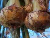 How To Store Onions