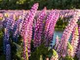 Lupins