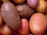 Planting Seed Potatoes