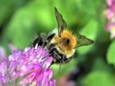 Red Clover