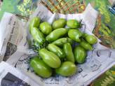 Ripening Green Tomatoes