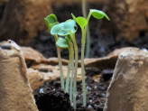 thumb-seed-germination-planting-guide.jpg