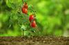 Happy Tomatoes