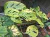The lower leaves start to show yellow mottling