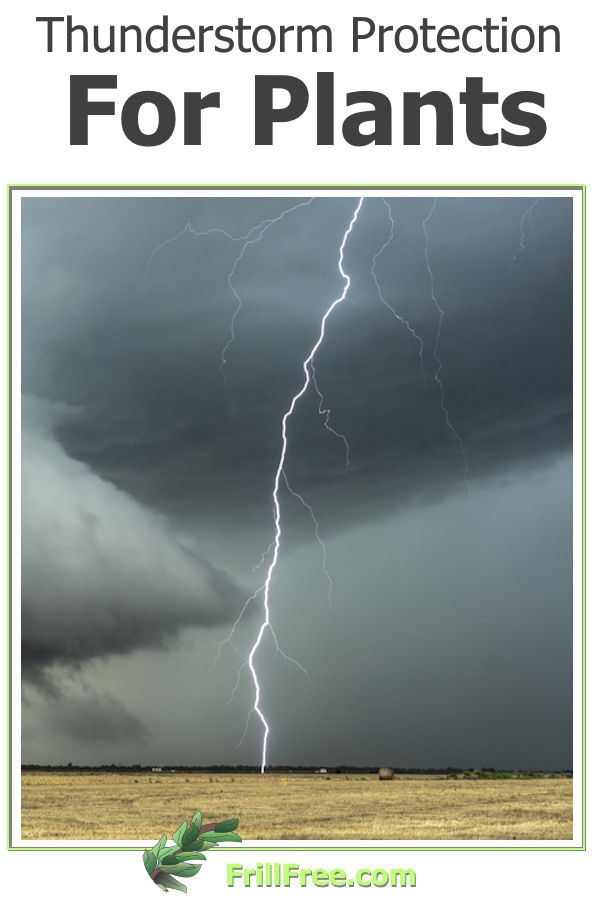 thunderstorm-protection-for-plants-600x900.jpg