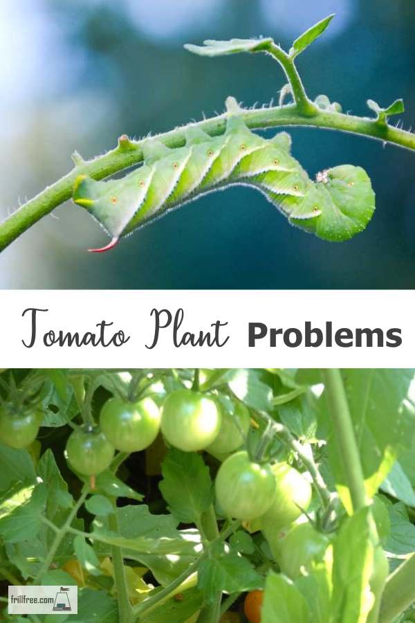 Tomato Plant Problems