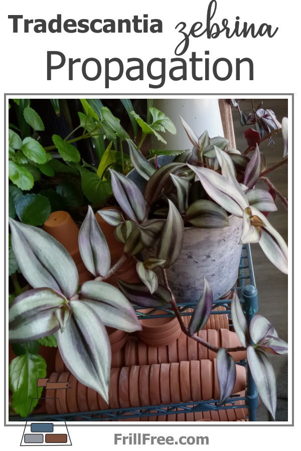 tradescantia-zebrina600x900.jpg