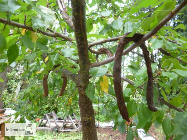 Shaping a fruit tree with weights