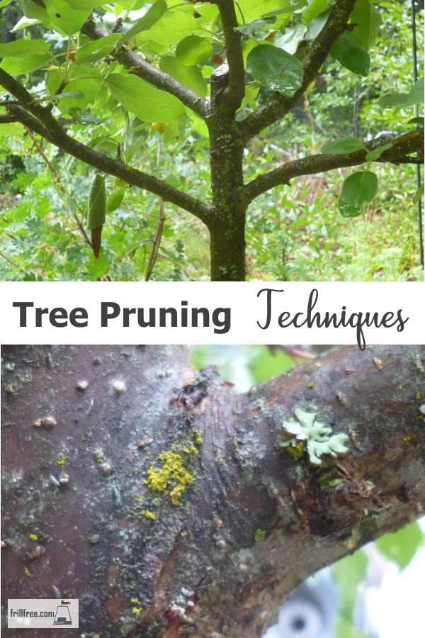 Fruit Tree Pruning Techniques