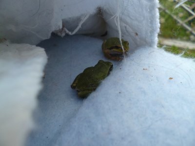 Two Pacific Tree Frogs
