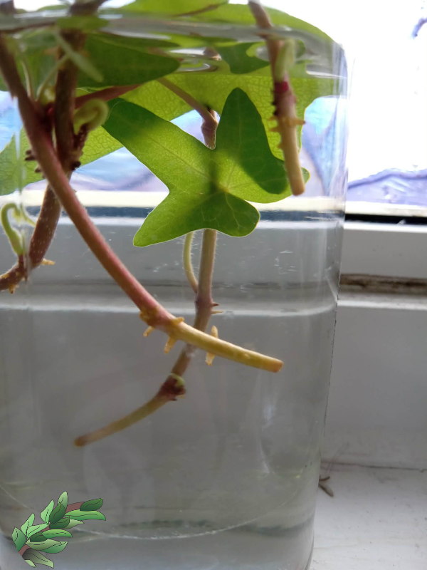 water-propagation-600x800.jpg