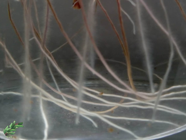 water-propagation-roots600x450.jpg