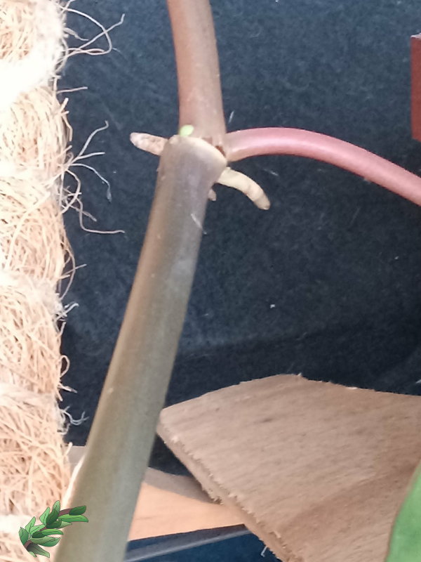 where-do-the-roots-come-from-vine600x800.jpg