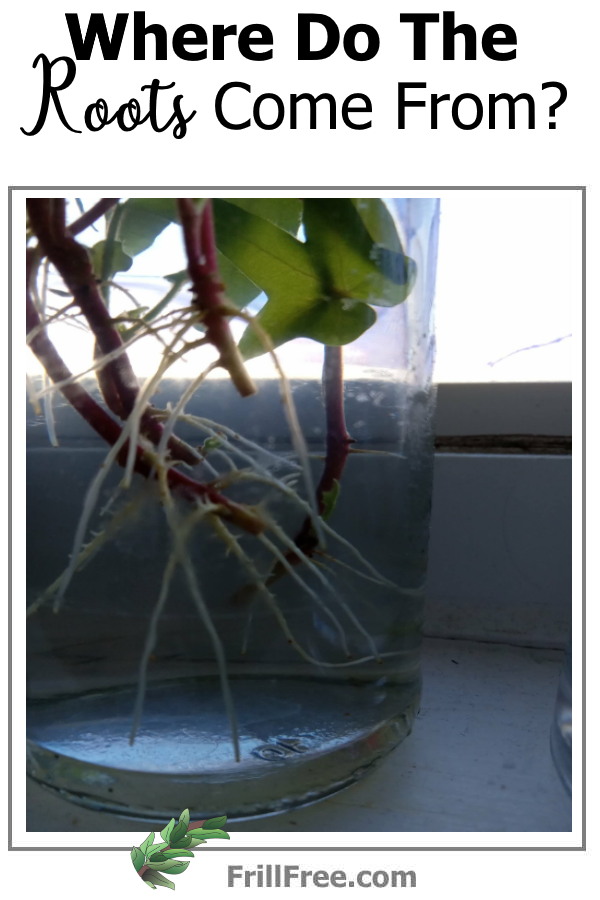 where-do-the-roots-come-from600x900.jpg