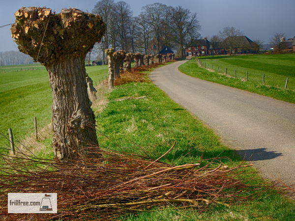 Pollarded Willows