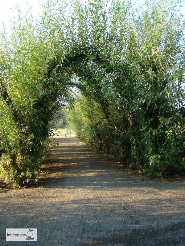 Willow Tunnel