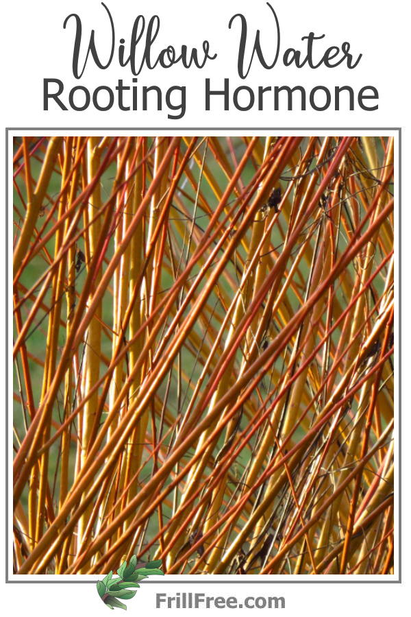 willow-water-rooting-hormone-600x900.jpg