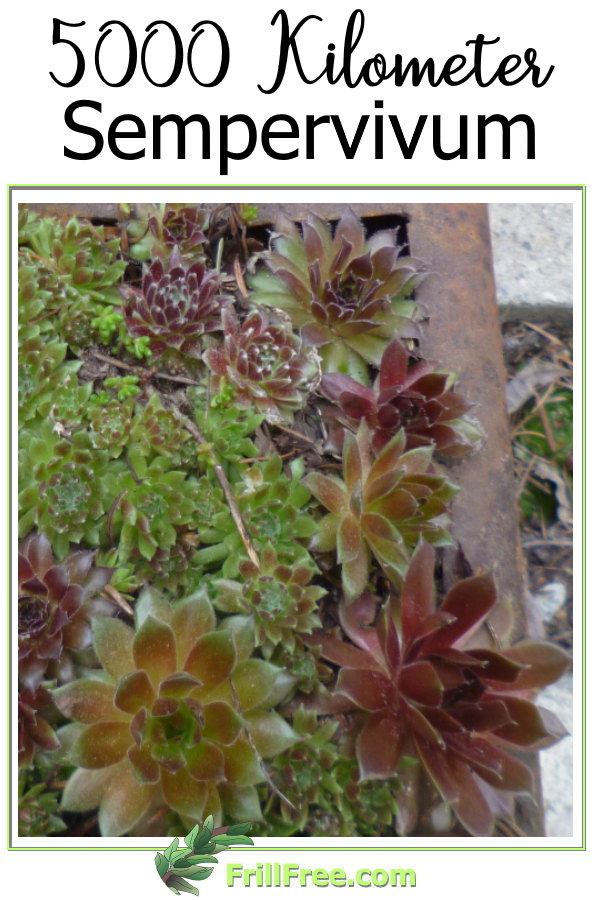 5000-kilometer-sempervivum-600x900.jpg