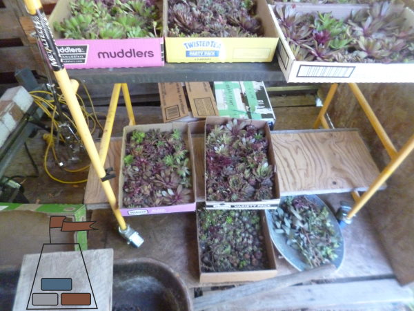 5000-kilometer-sempervivum-drying-process.jpg