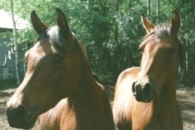 Lily and Olive, two Arab fillies