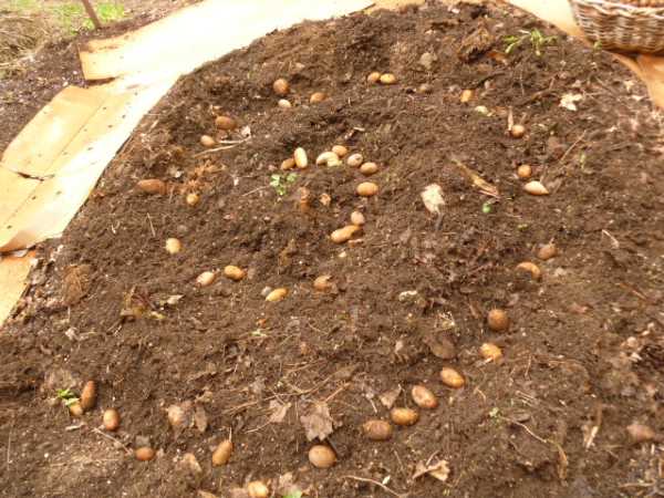 Spiral planting pattern