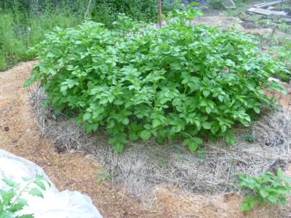 Spiral Garden in July