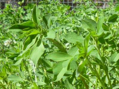 Alfalfa Leaves