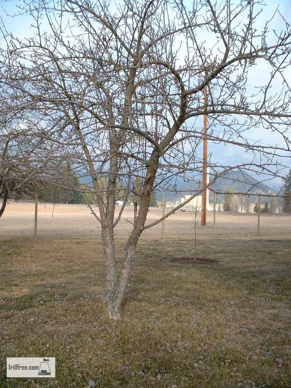 Overgrown and neglected apple tree...