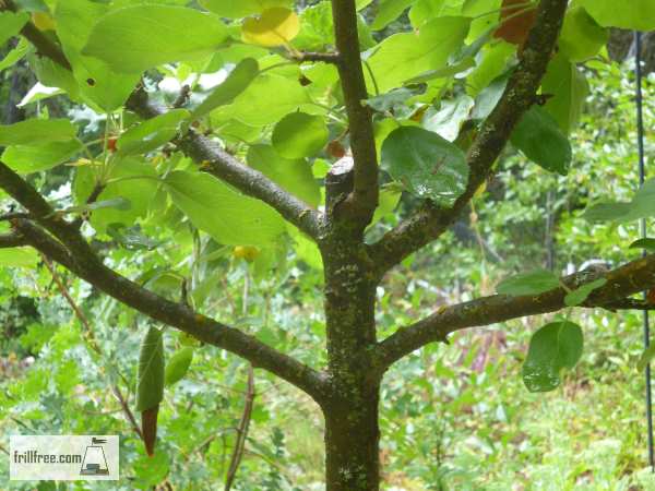 Apple Tree Scaffold