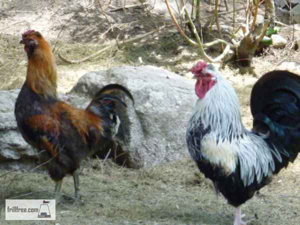 Two Bantam Roosters