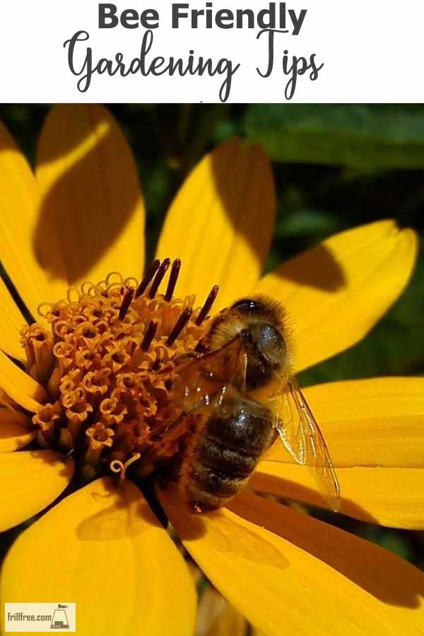 Bee Friendly Gardening Tips