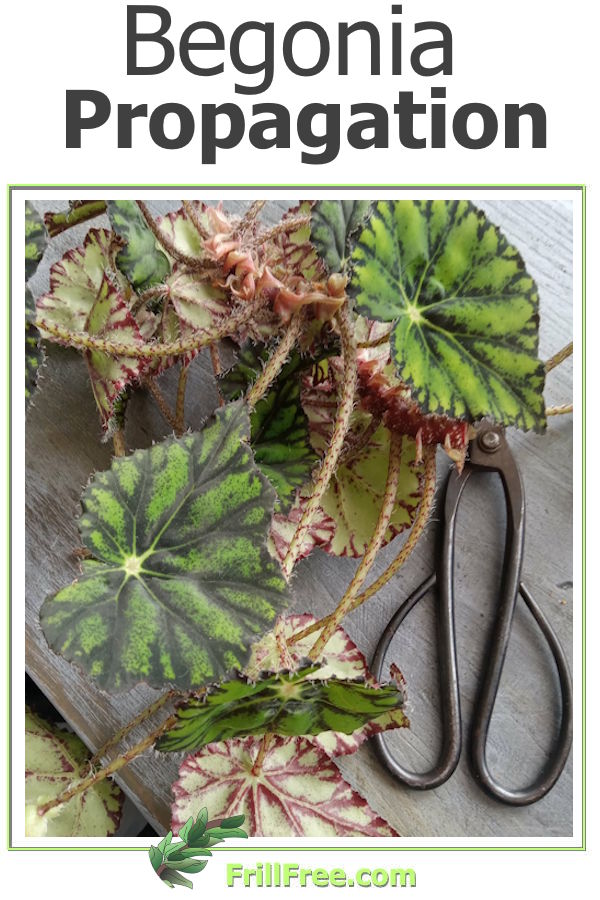 begonia-propagation600x900.jpg