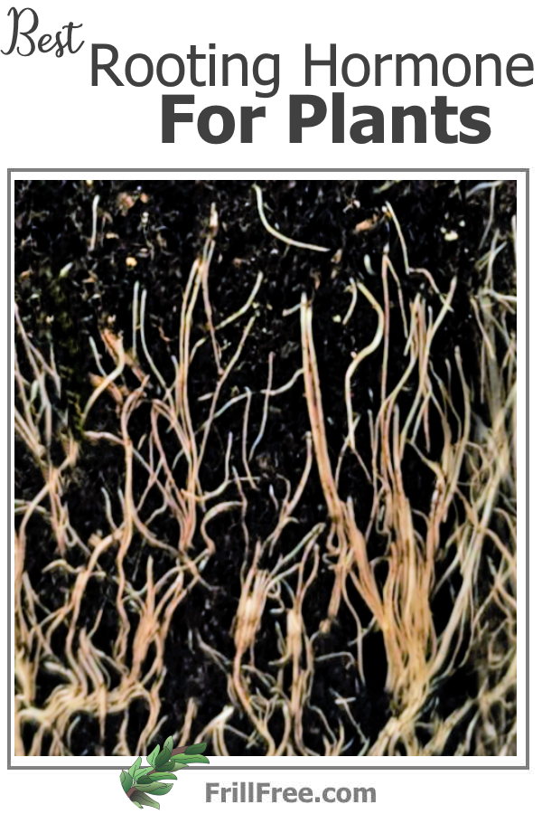 best-rooting-hormone-for-plants-600x900.jpg