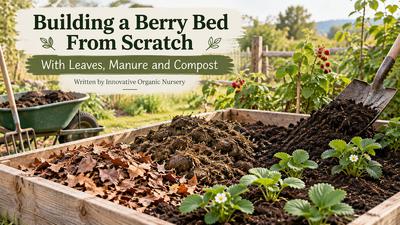 Building a Berry Bed From Scratch With Leaves, Manure and Compost