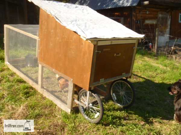 Chicken Tractor back view