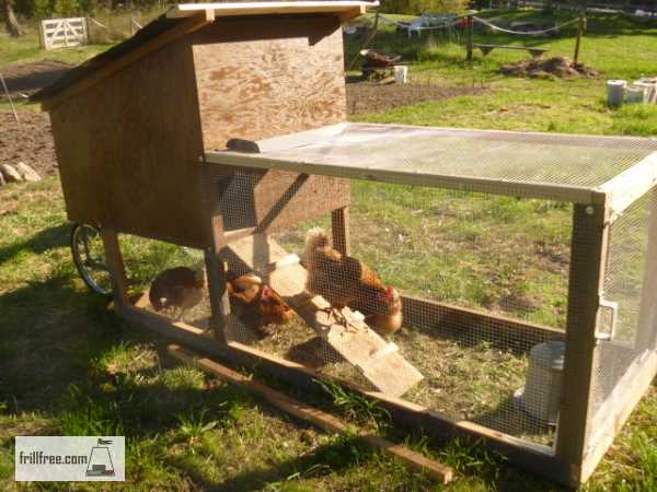 Chicken Tractor with happy chickens