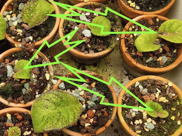 cleaning-streptocarpus-leaves-mulch-600x450.jpg