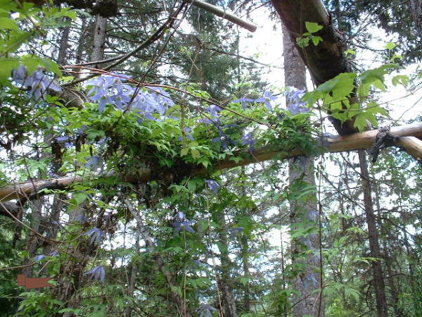 ...including some beautiful blue seed grown Clematis...