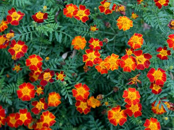 Marigolds are one of the best flowers to plant among vegetables