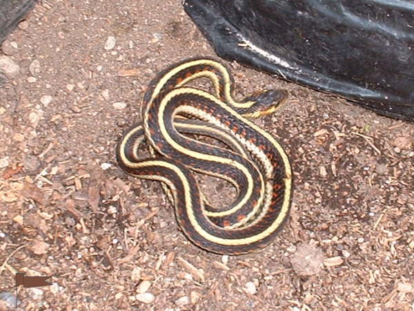 Garter Snake