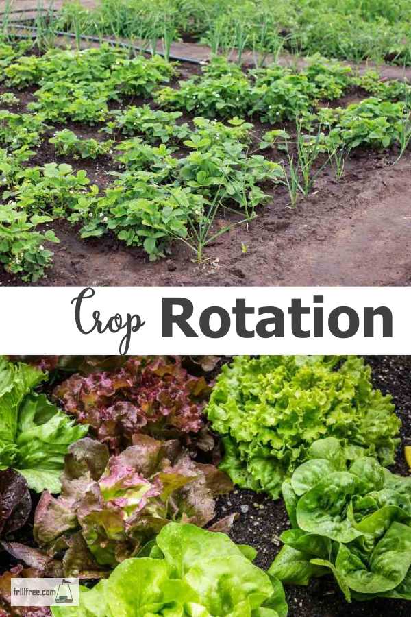 Crop Rotation